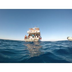 Red Sea Liveabroad Mini safari